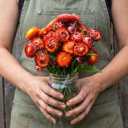 Monster Fireball Red, Strawflower Seeds - Packet image number null